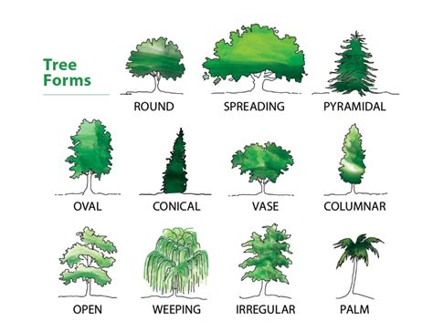trees - Arboricultural Association - Home - coolestguyplanet.net