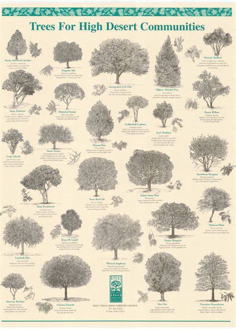 Trees For High Desert Communities - New Mexico Forest and … - raincitystudios.com