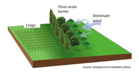 Trees for shelter belts, shade and stock food - NRC - raincitystudios.com