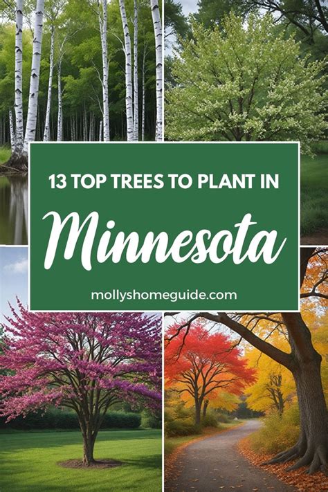 Trees of Minnesota - raincitystudios.com