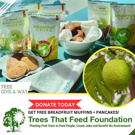 Trees That Feed Foundation: The Breadfruit Revolution - raincitystudios.com