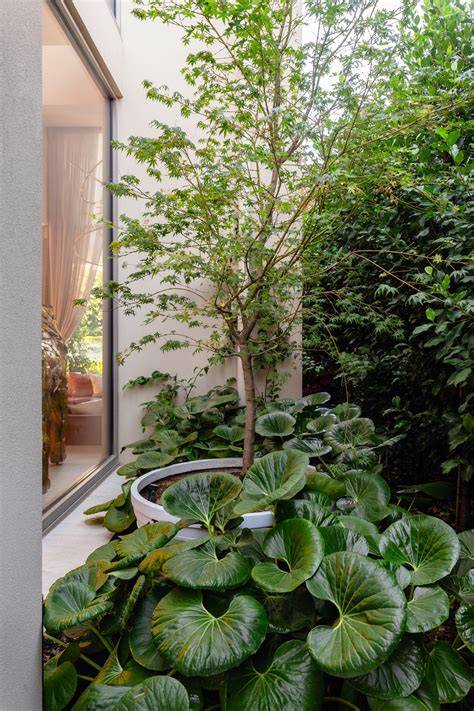Trees That Thrive in Full Shade - raincitystudios.com