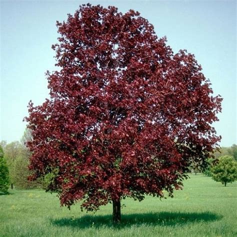 Trees with red leaves - Homes and Gardens - muktibox.com