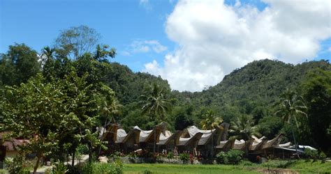 Trekking in Toraja Area and in the Jungle - BudiTrek - balustradellc
