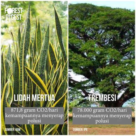 Trembesi dan Polusi - Djarumtreesforlife - raincitystudios.com