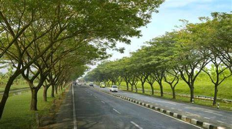Trembesi untuk Mencegah Pemanasan Global - Forest … - raincitystudios.com