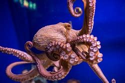 Trending Science: Do octopuses come from outer … - balustradellc