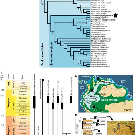 Trepanation in prehistoric South America: Geographic and temporal ... - wintechmobiles.com