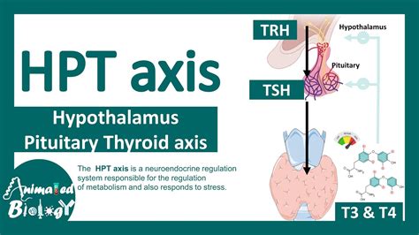 TRH test (Hypothalamic/pituitary/thyroid axis) Exeter Clinical ...