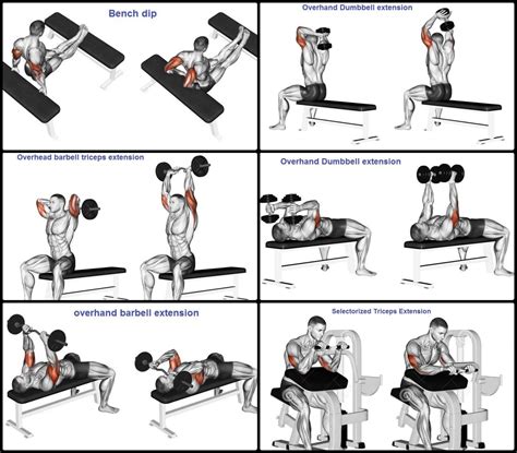 TRICEPS Exercises WITH DUMBBELLS AT HOME AND GYM - balustradellc