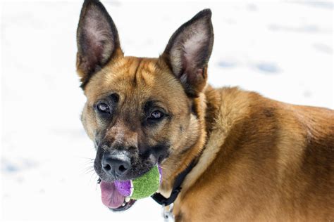 Tricks and treats of a Pet photographer - balustradellc