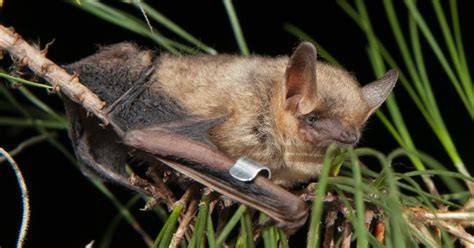 Tricolored Bat (Perimyotis subflavus) | U.S. Fish - raincitystudios.com