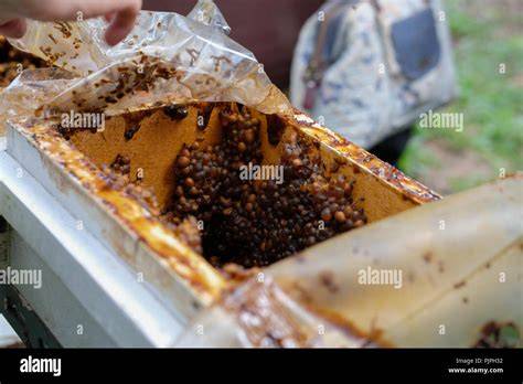 Trigona Stingless Beehive - ONE BEE ORGANIC LLP … - raincitystudios.com