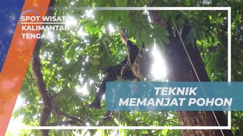 trik memanjat pohon untuk para pemula - balustradellc