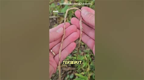 Trik Membuat Alat Pancing dari Bahan Alami - balustradellc