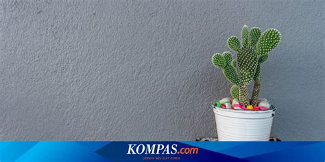 Trik Merawat Kaktus di Dalam Rumah - balustradellc