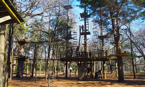 Trinity Forest Adventure Park Guide | Aerial Adventure - raincitystudios.com