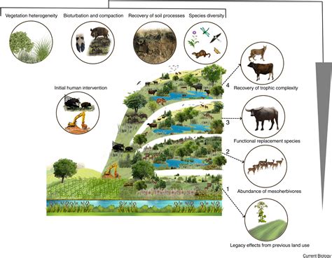 Trophic rewilding as a restoration approach under emerging novel ... - muktibox.com