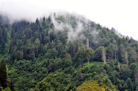 Tropical and subtropical coniferous forests - raincitystudios.com