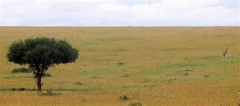 Tropical and subtropical grasslands - EBSCO - raincitystudios.com