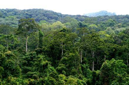 Tropical deciduous forest in Yunnan, southwestern China: Implications ... - raincitystudios.com