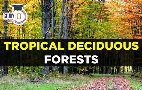 Tropical Deciduous Forest-Types and Characteristics - raincitystudios.com