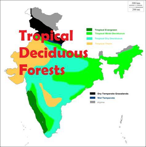 Tropical Deciduous Forests of India, Location, … - raincitystudios.com