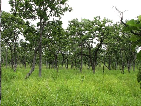 Tropical Dry Deciduous Forests - muktibox.com