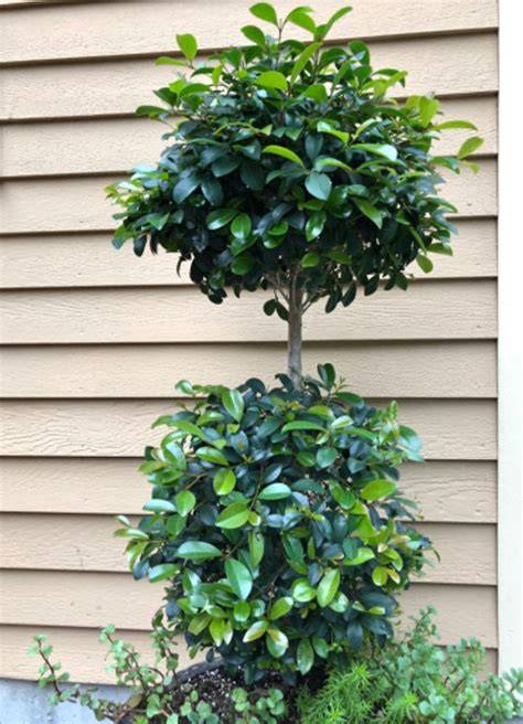 Tropical Eugenia Topiary Plant Care & Growing Basics: Water, Light ... - raincitystudios.com