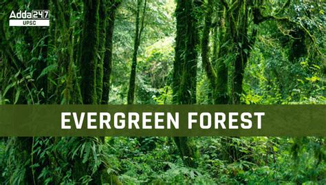 Tropical Evergreen Forest, Maps, Types and Trees - wintechmobiles.com