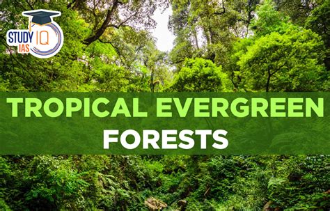 Tropical evergreen forests of India - muktibox.com