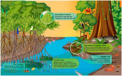 Tropical Freshwater Swamps (Mineral Soils) | SpringerLink - raincitystudios.com