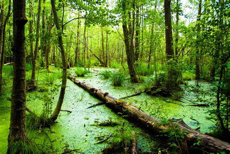 Tropical Freshwater Swamps (Mineral Soils) - Springer - raincitystudios.com