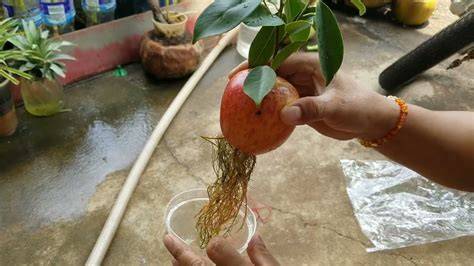 Tropical Fruit Tree Propagation Guide - raincitystudios.com