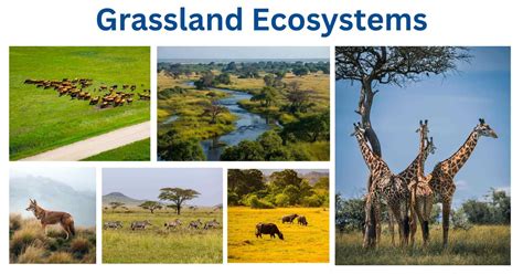 Tropical grassland ecosystems - Earth@Home: Evolution - muktibox.com