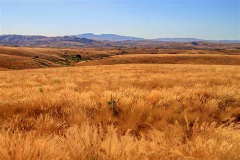 Tropical Grasslands - an overview | ScienceDirect Topics - raincitystudios.com