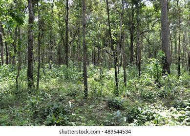 Tropical Moist Deciduous Forests - Environment Notes - raincitystudios.com