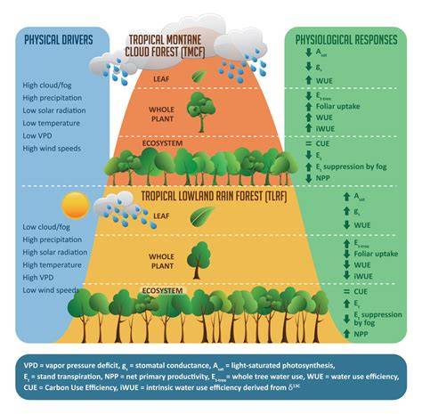 Tropical montane cloud forest: environmental drivers of vegetation ... - raincitystudios.com