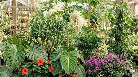 Tropical Plant Encyclopedia – 5,000+ Tropical - raincitystudios.com