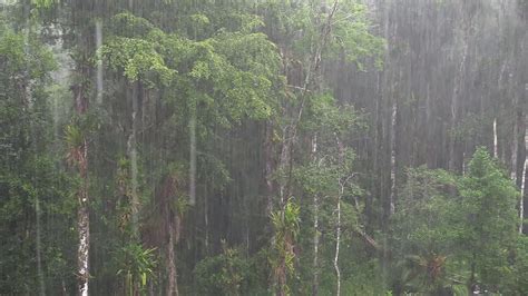 Tropical Rain Forest - ArcGIS StoryMaps - wintechmobiles.com