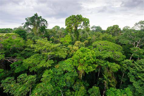 Tropical rainforest | Definition, Characteristics, … - raincitystudios.com