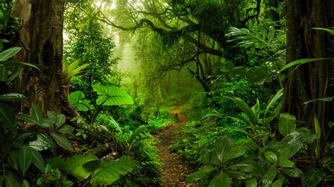Tropical rainforest | Definition, Characteristics, Location, … - wintechmobiles.com