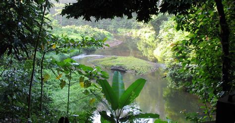 Tropical Rainforest Heritage of Sumatra National Park Guide … - balustradellc