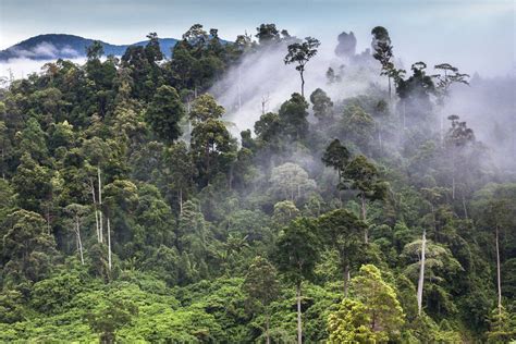 Tropical Rainforest Heritage of Sumatra - raincitystudios.com