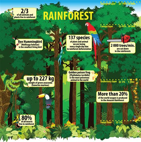 TROPICAL RAINFOREST INFORMATION FOR KIDS - wintechmobiles.com