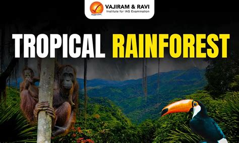 Tropical rainforest - muktibox.com