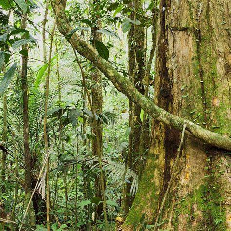 Tropical Rainforest Trees - Carbon Sequestration - raincitystudios.com