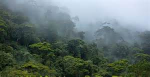 Tropical rainforests: Earth’s richest ecosystems - Natural History Museum - raincitystudios.com