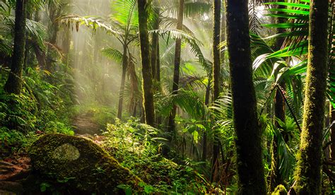 Tropical rainforests - AQA Characteristics of tropical … - muktibox.com