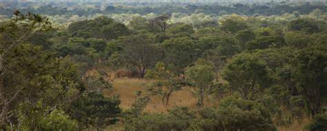Tropical savannas and dry forests - ScienceDirect - raincitystudios.com